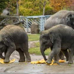 Soutěž o největší dýni v Zoo Praha: Vítěznou tykev rozšlapali sloni