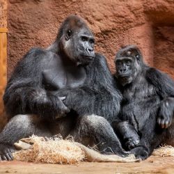 Spojování goril začalo. Pražští nováčci Kisumu a Duni poprvé spatřili zbytek skupiny