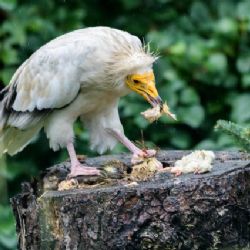Stříkoun i zoborožec, vytříbený apetit i technika lovu hmyzu