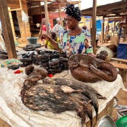 Světový den luskounů v Zoo Praha