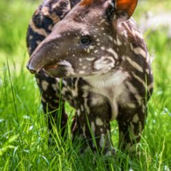 Tapíří slečna dostane jméno