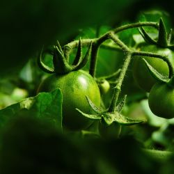 Třiďme bioodpad a vracejme přírodě, co jí náleží