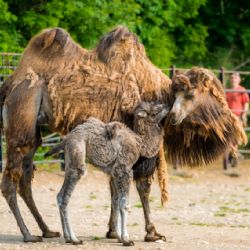 Tučňáci, vzácná selata i v přírodě vyhynulí bažanti. Jarní Zoo Praha je plná mláďat