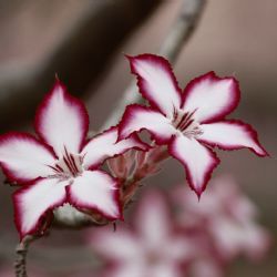 Unikátní projekt Botanické zahrady hl. m. Prahy Kořeny osobností žije i v roce 2021