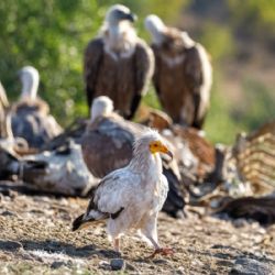 Úspěch v Bulharsku