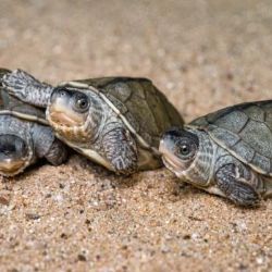 Úspěch v chovu želvy Smithovy: Brilantní spojení chovatelských dovedností s vědou