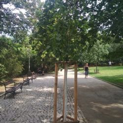 V parcích Prahy 2 přibude 65 nových stromů