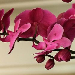 V pražské botanické zahradě kvetou nejvzácnější i největší orchideje