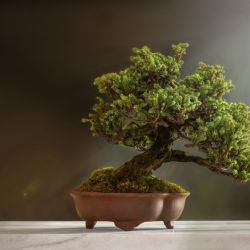 V Troji se představí nejlepší bonsaje z celé republiky