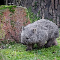 V Zoo Praha je první vombat