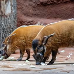 V Zoo Praha nyní uvidíte charismatické štětkouny