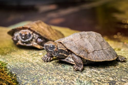 Foto: V Zoo Praha se líhnou záhadné želvy