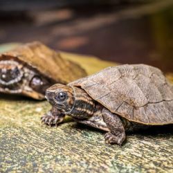 V Zoo Praha se líhnou záhadné želvy
