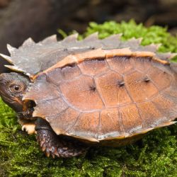 V Zoo Praha se vylíhla ohrožená želva ostnitá, rodiče pocházejí ze zabavené hongkongské zásilky