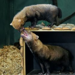 V Zoo Praha se zabydluje nová samice psa pralesního