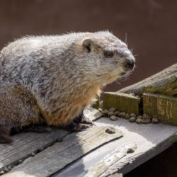 V Zoo Praha se ze zimního spánku probudil svišť, ohlásil tak příchod jara