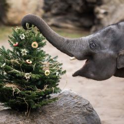 Vánoce v Zoo Praha: vstup pro děti za korunu a nadílka u zvířat