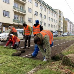 Vědci a DPP otestují na tramvajové trati na Bělohorské ulici experimentální travní koberce