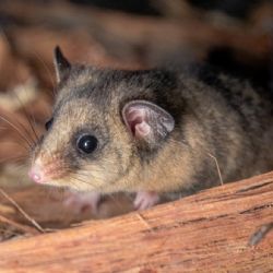 Velikonoční naděje pro vakoplcha trpasličího