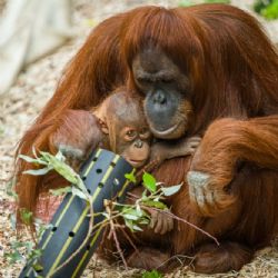 Velké oslavy u lidoopů v Zoo Praha. Slavil statný Richard i malý Kawi