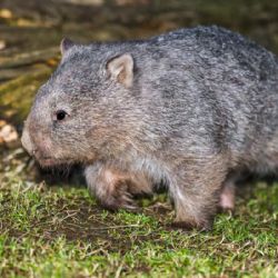 Vombata Coopera přivítá Marek Eben