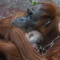 Vyjádření ředitele Zoo Praha Miroslava Bobka k narození mláděte orangutana sumaterského