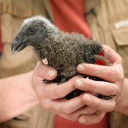 Významné odchovy v Zoo Praha v roce 2021