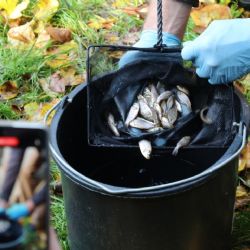 Začal návrat karase obecného do Česka. Zoo Praha vypustila první ryby ve Vinoři