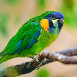 Zoo Praha láka na čtyři druhy loríčků jako jediná v Evropě