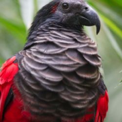 Zoo Praha odchovala vzácného papouška orlího. Jí převážně ovoce