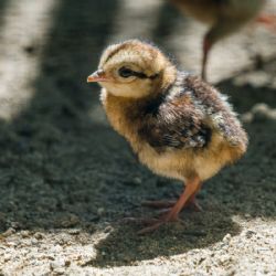 Zoo Praha odchovává mláďata ohroženého bažanta Edwardsova