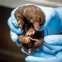 Zoo Praha odchovává první  mládě ježury australské