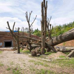 Zoo Praha pokračuje ve stavbě nového pavilonu goril