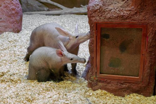 Foto: Zoo Praha pokřtila mládě hrabáče a udělila ceny svým příznivcům