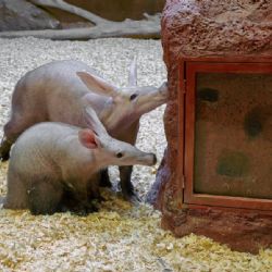 Zoo Praha pokřtila mládě hrabáče a udělila ceny svým příznivcům