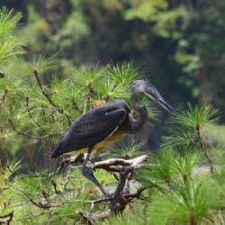 Zoo Praha pomáhá zachránít volavku císařskou