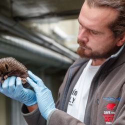Zoo Praha představí návštěvníkům vzácné mládě ježury australské