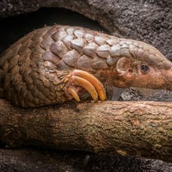 Zoo Praha představila veřejnosti luskouny