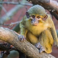 Zoo Praha představuje zvířecí sirotky