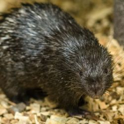 Zoo Praha se podařil další odchov dikobraza palawanského