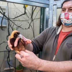 Zoo Praha smí chovat unikátní „tančící“ rajky