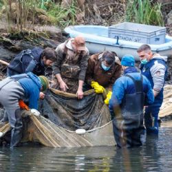 Zoo Praha začala se záchranou karase obecného