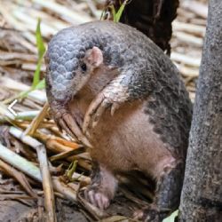 Zoo Praha získala luskouny