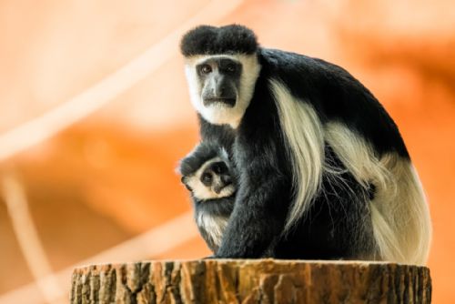 Foto: Zoo Praha zve na křest mláděte guerézy