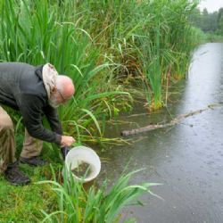 Pražská zoo navrací ohrožené karasy do přírody: vypuštěno 250 ryb u Michelského lesa