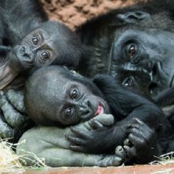 Malá gorilka Gaia slaví první narozeniny