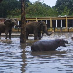 Pražská zoo připravena na povodně: evakuace zatím nemusí
