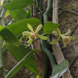 Staletý vanilkový lusk odhalen na Pražském hradě