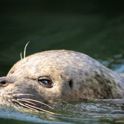 Vodní dobrodružství v pražské zoo