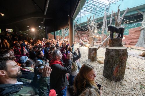 Foto: Rezervace Dja v Zoo Praha byla konečně slavnostně otevřena